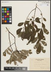 Foto von Salix aurita L.